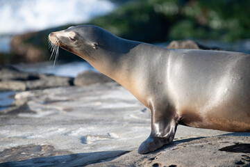 Naklejka premium Cape fur seals. Wildlife concept with sea lion.