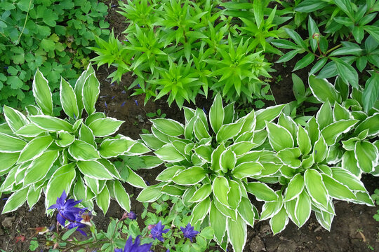 Green and variegated leaves of khosts in landscape gardening