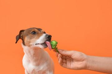 Owner feeding cute dog with broccoli on color background