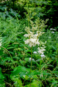 White flowers of Dropwort or Fern-leaf dropwort, Filipendula vulgaris
