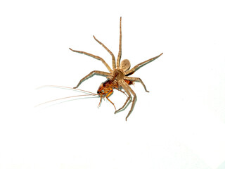 Huntsman spider (Palystes castaneus) feeding on a cockroach (Periplaneta americana) on isolated white background