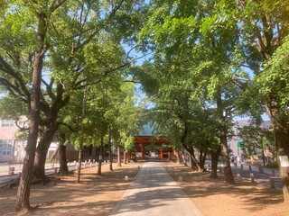 Obraz premium trees in the park