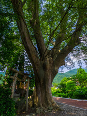Fototapeta premium Huge Japanese zelkova tree in the old shrine (Kamisuwa shrine, Yahiko, Niigata, Japan)