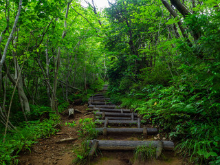 Obraz premium Steep wooden steps in a mountain with fresh green (Mt.Kakuda, Nishikan, Niigata, Japan)