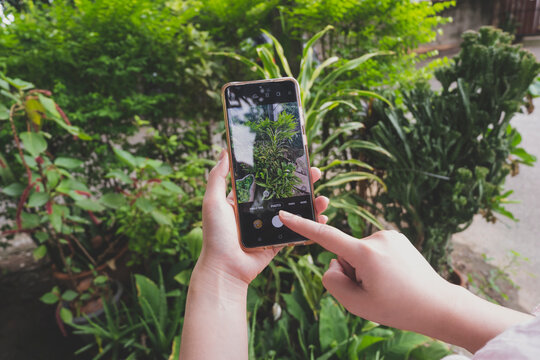 Hands holding a smartphone and taking photo of plants in the garden