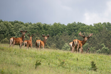 Naklejka na ściany i meble Deers in summer field.