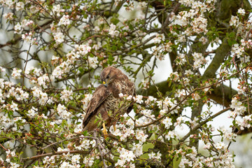Close-up of a buzzard bird of prey sitting in a fruit tree. The apple tree is full of white blossom