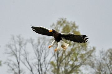 Obraz premium Close-up of a Steller's sea eagle. The bird of prey lands with outspread wings, Against the background of trees and blue sky. Detailed in full body