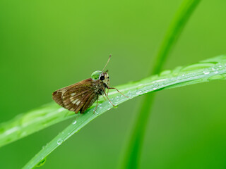 セセリチョウの頭に雨の雫