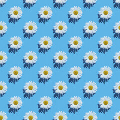 chamomile flowers pattern on blue background