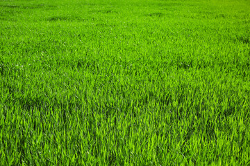 Fresh green grass on lawn