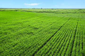 Fototapeta na wymiar Green wheat field on spring day