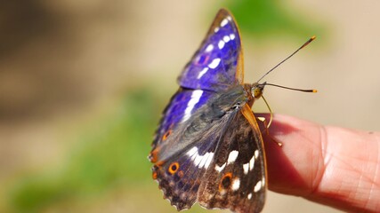 Apatura iris drinks sweat from a finger..