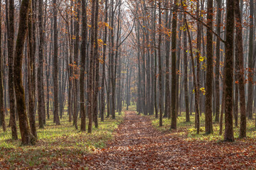 The forest road is covered with fallen leaves and stretches along the tree trunks