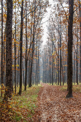 A forest road with fallen leaves on it goes along the trunks of trees