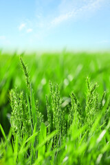 Green wheat field on spring day