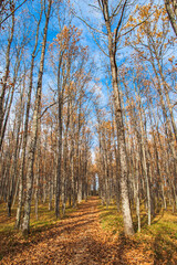 Fototapeta premium Trees without leaves on a blue sky background. Fallen leaves are lying on the ground