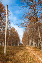 A forest trail strewn with leaves goes uphill. Trees with yellow foliage stand against the blue sky