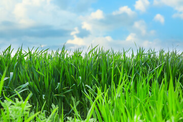 Obraz premium Lush green grass field under blue sky with white clouds, agricultural growth and nature background