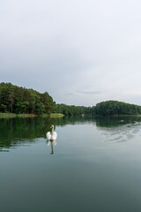 Fototapeta na wymiar A beautiful white swan swims on Lake Lagow in Lagow, Poland