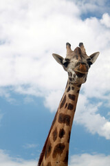 giraffe in the sky