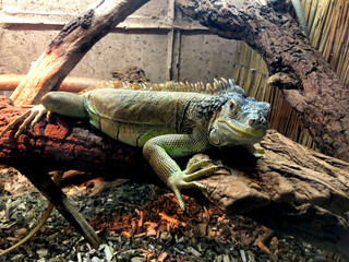 iguana on the tree