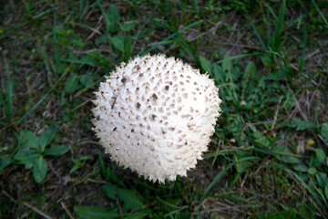 mushroom in the grass