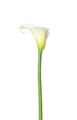 Beautiful calla lily on white background - obrazy, fototapety, plakaty