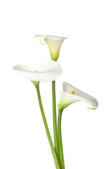 Beautiful calla lilies on white background