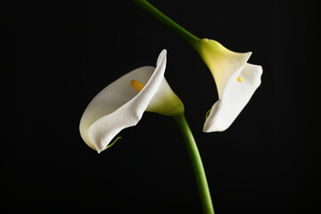 Beautiful calla lilies on dark background - obrazy, fototapety, plakaty