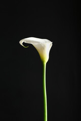 Beautiful calla lily on dark background