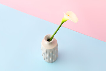 Vase with beautiful calla lily on color background