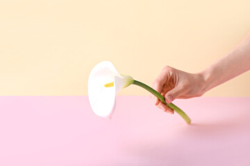 Female hand with beautiful calla lily on color background