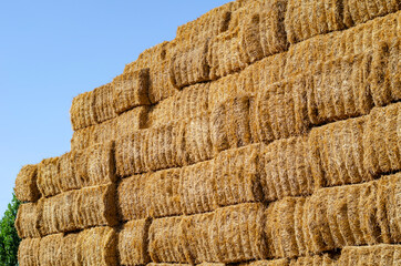 Rectangular stacks of dry hay in an open-air field.