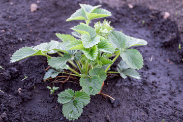 Strawberry bush growing in the garden