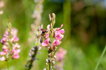 Abeille solitaire butinant des fleurs de sainfoin dans une prairie fleurie