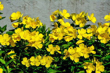 Common Evening Primrose (Oenothera biennis) in garden.close-up blossoming yellow flowers of common...