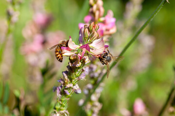 Abeille butinant des fleurs de sainfoin dans une prairie fleurie