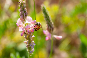 Abeille butinant des fleurs de sainfoin dans une prairie fleurie