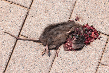 tote Ratte