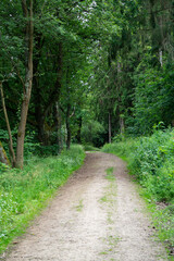 Fototapeta premium Waldweg