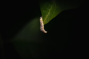 White caterpillar climbs up a green leaf
