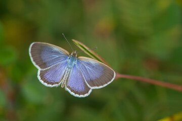 Little Butterfly in Grasses