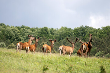 Fototapeta na wymiar Deers in summer field.