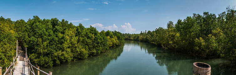 Mangrove forest with lake