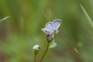 Little Butterfly in Grasses
