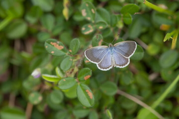 Little Butterfly in Grasses
