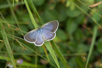 Little Butterfly in Grasses