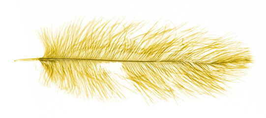 Yellow ostrich feather isolated on white