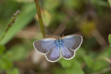 Little Butterfly in Grasses